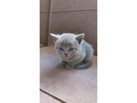 Brıtısh yavrula yenı aılesınj beklıyor