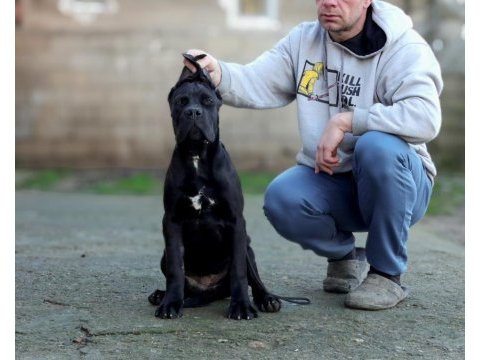 Şecereli full aşılı cane corso yavrular