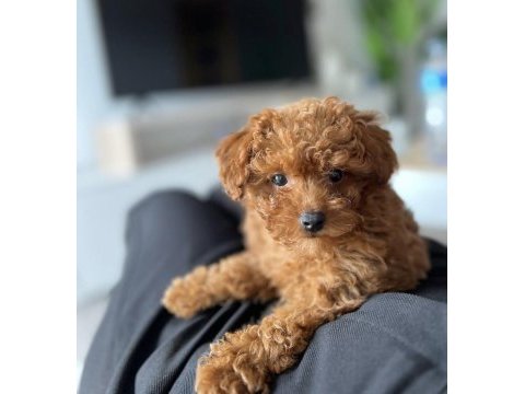 Toy poodle bakımlı köpeğimiz