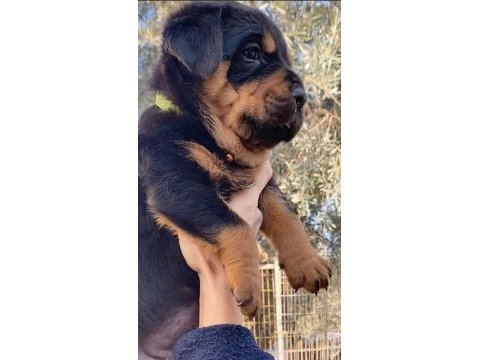 Koca kafa rottweiler yavrular