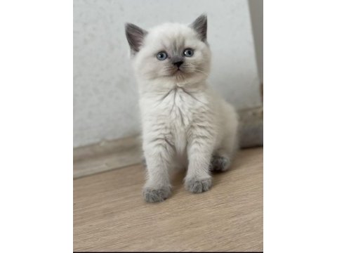 Minik bebek kediler yeni yuvalarına gitmeye hazır