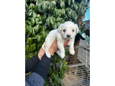 Maltese terrier
