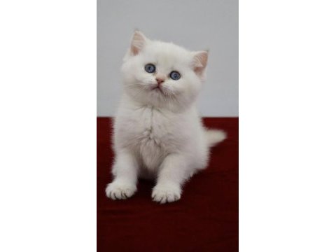 British shorthair yavrular