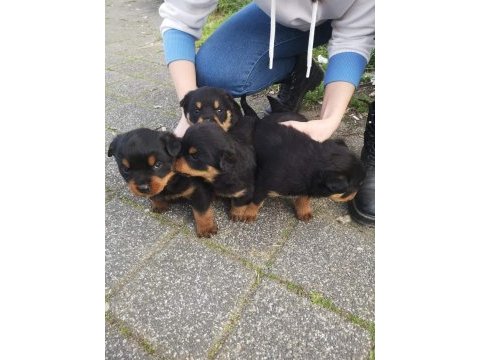 Koca kafalı rottweiler bebekler