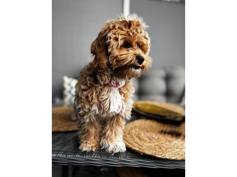 Oya adlı 4 aylık dişi köpeğimize ev arıyoruz