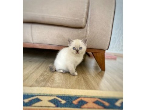 British shorthair blue point kitten
