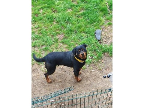 2 yaşında erkek rottweiller