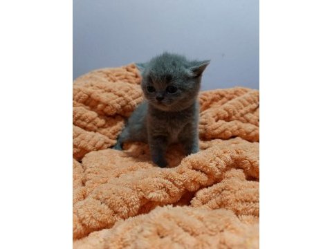 British shorthair yavrularımız