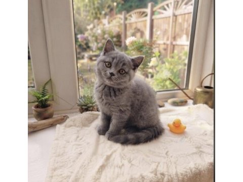 2 aylık erkek british shorthair