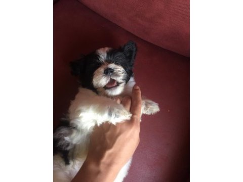 Panda morkie ler yeni ailelerini bekliyor