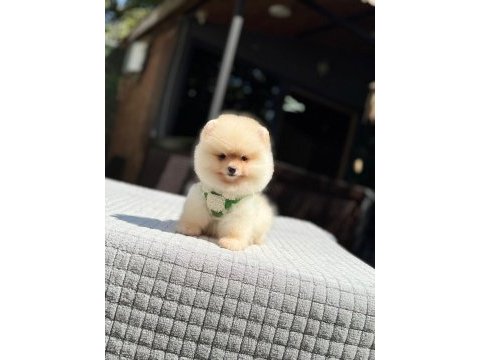Sağlık ve ırk garantili pomeranian