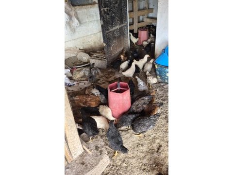 Satılık köy tavuğu ferikleri