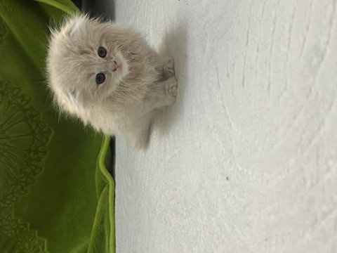 Daha tatlısı yok scottish fold