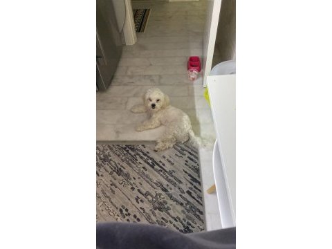 Sahiplendirme 8 aylık köpeğimiz