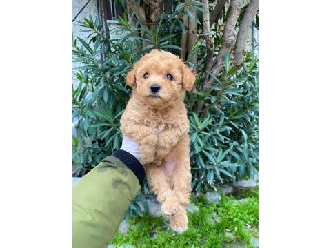 Irk garantili toy poodle yavrularımız