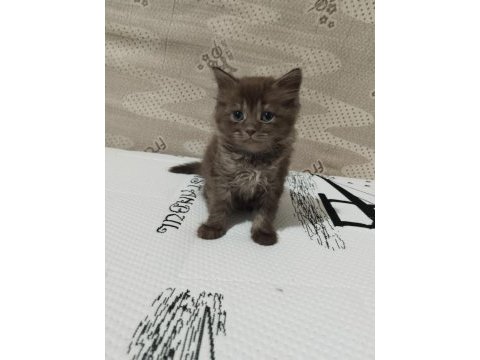 Scottish fold ve scottish straight yavrular 2 aylıklar