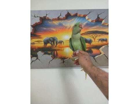 Alexander papağanı full evcil erkek