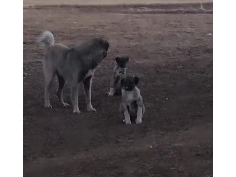 Kangal yavruları