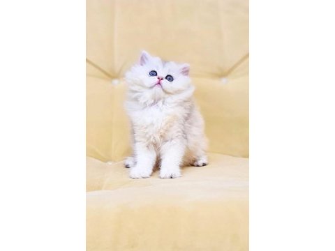 A kalite orjinal british longhair dişi yavrum