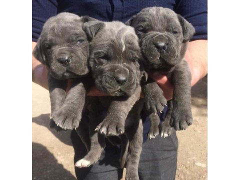 Cane corso blue yavrular