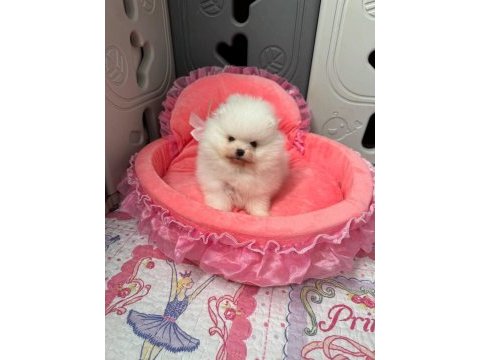 Pomeranian boo teddy face