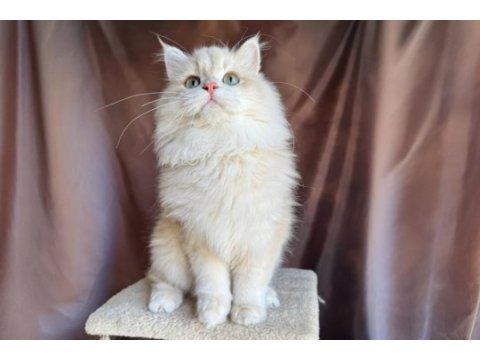 Krem rengi british longhair yakışıklı