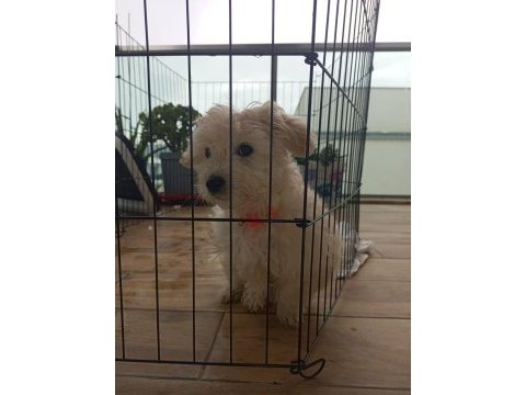 Çok tatlı maltese