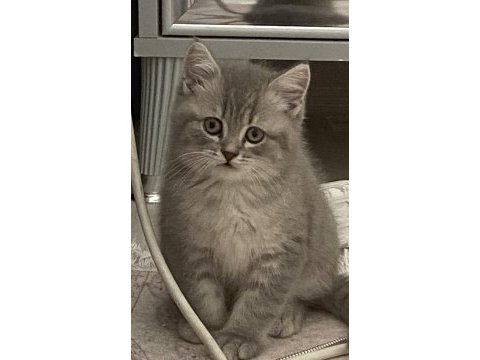 British shorthair 60 günlük