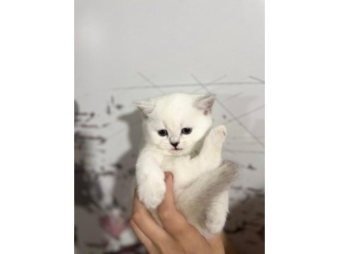 8 tane scottish fold yavrular 2 aylık