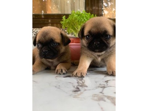 Hamburger pug mops yavruları