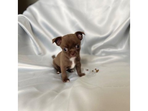 Çikolata chihuahua bebişler