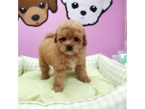 F2 maltipoo yavruları