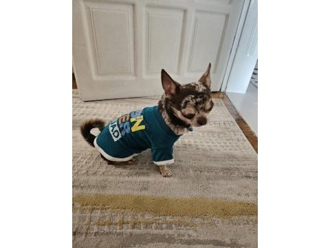 Chihuahua (şivava) süper eğitimli insan sever