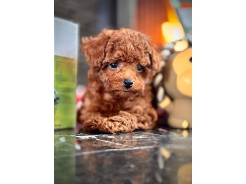 Poodle çiftliğinden mükemmel poodle yavrularımız