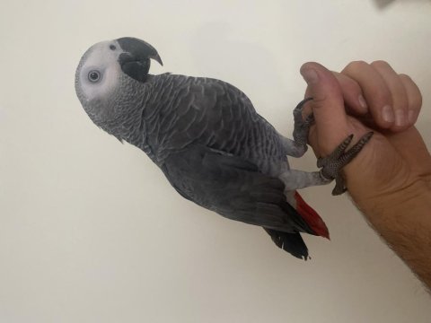 Evcil bilezikli 2 yaş erkek jako papağanı
