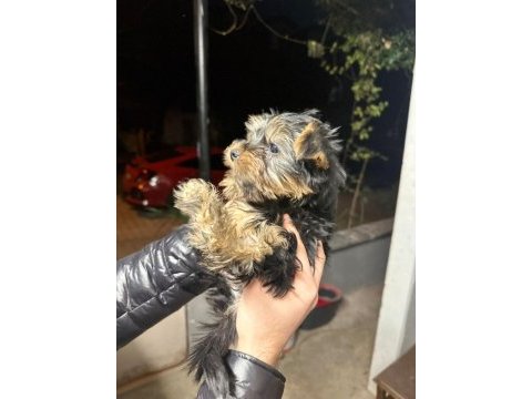 Yorkshire terrier yavrular