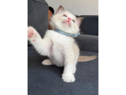 Ragdoll yavrular