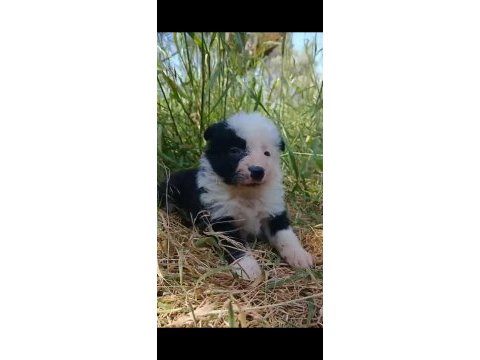 Border collie yavrum