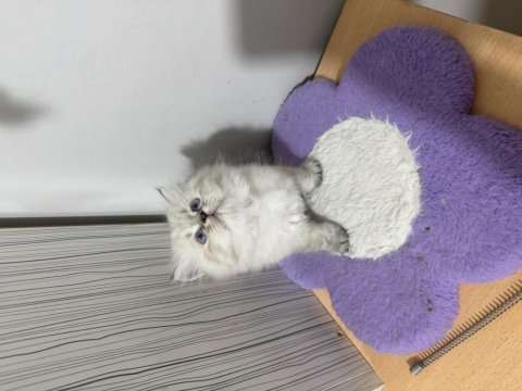 British longhair paşam hazır