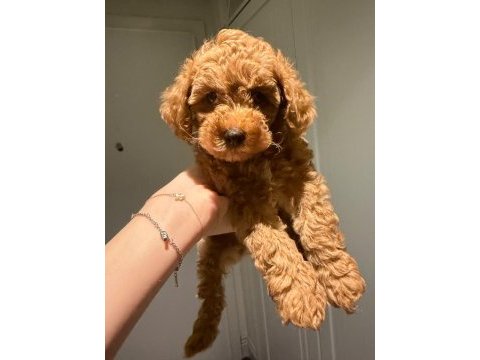 Minyatür poodle 2,5 aylık safkan