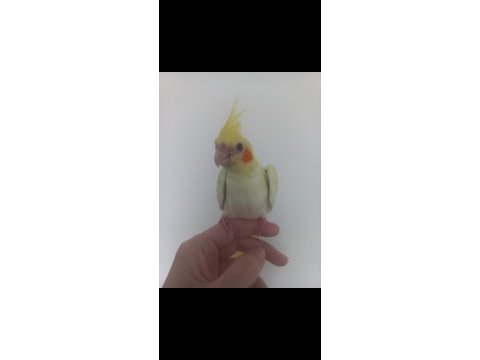 Full evcil lutino sultan papağanı yavrusu