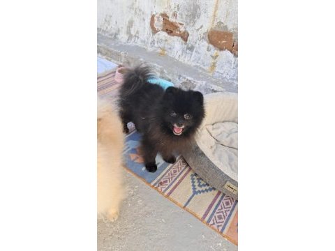 Siyah pomeranian yavrumuz 6 aylık