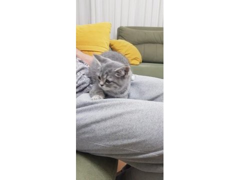 Sahiplendirilecektir british shorthair