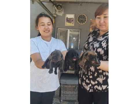 Cane corso yavrularımız