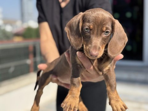 Show kalite mini dachshund yavrumuz