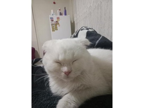 British shorthair kırık kulak kedimiz