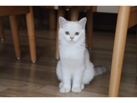 Golden point british longhair ve shorthair yavrular