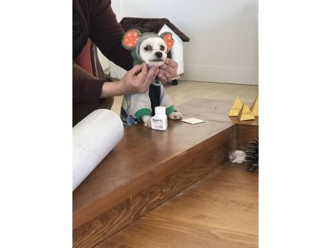 Maltese terrier dişi kısır