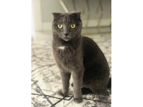 Ücretsiz sahiplendirme scottish fold kedimiz