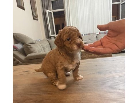 Çok tatlı orijinal toy poodle yavruları